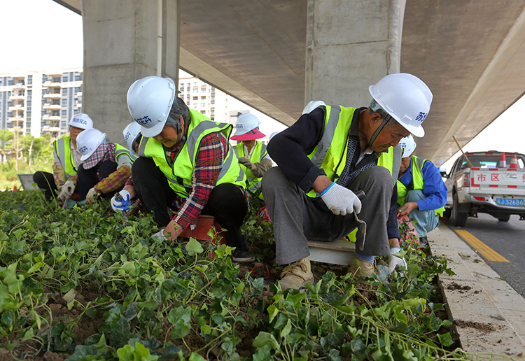 8、東環(huán)路高架下常春藤種植中.JPG