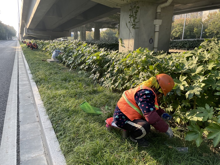 西環(huán)路海洋路補植麥冬.jpg